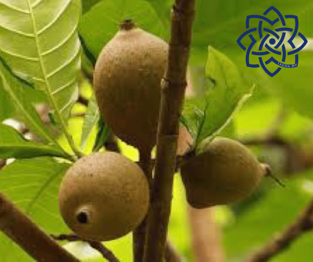 Genipa America fruit of Jagua