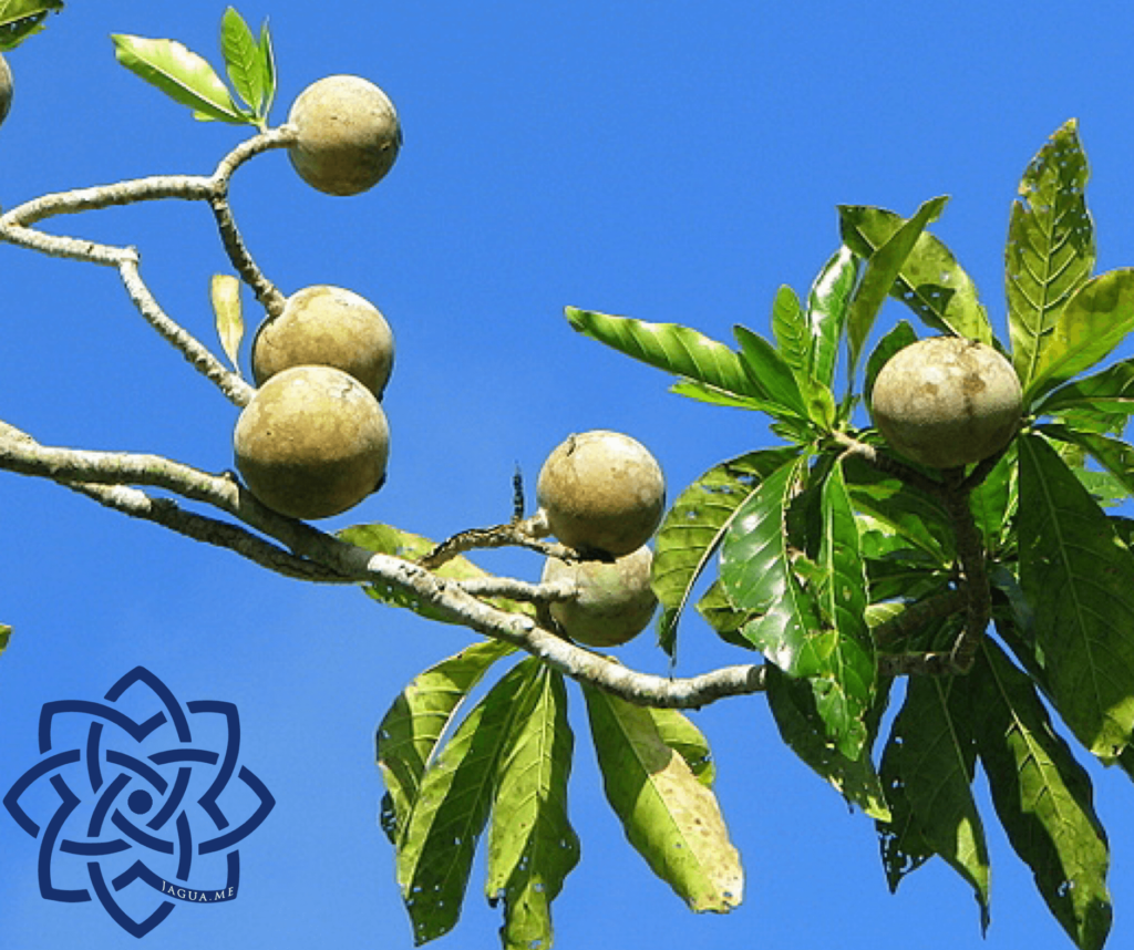 Genipa America fruit of Jagua