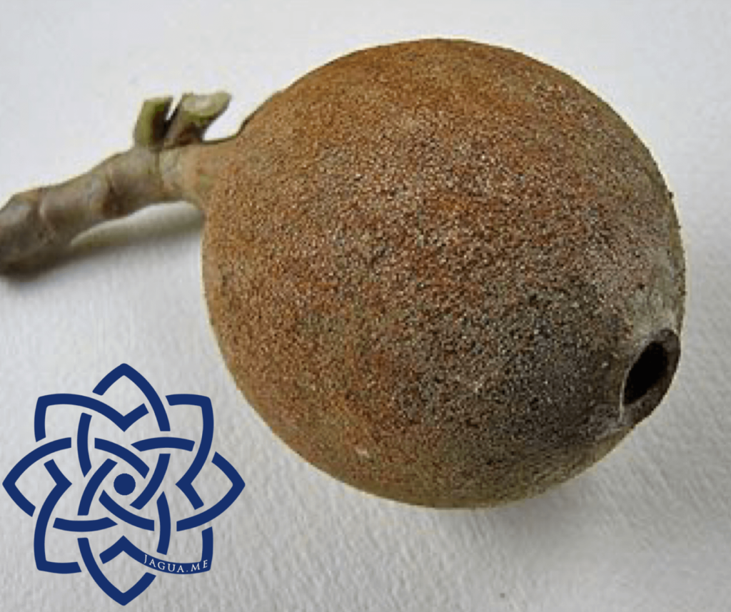 Genipa America fruit of Jagua