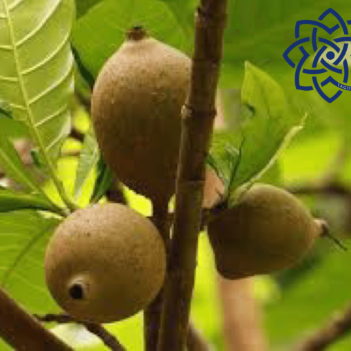 Genipa America fruit of Jagua